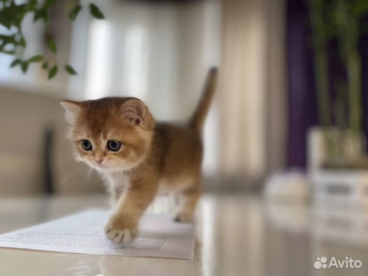 Породистые котята британской золотой шиншиллы