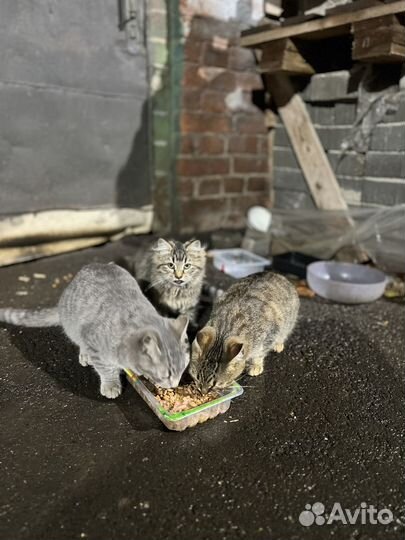 Котята невероятной красоты