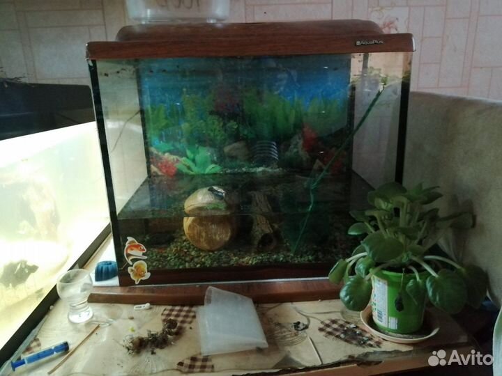 Растения, декор