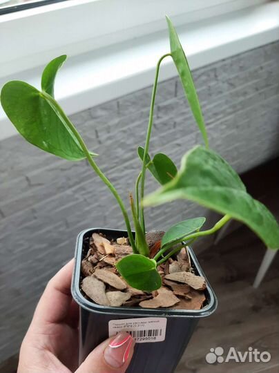 Антуриум (мужское счастье)