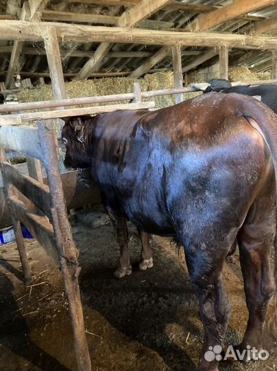 Быки на мясо