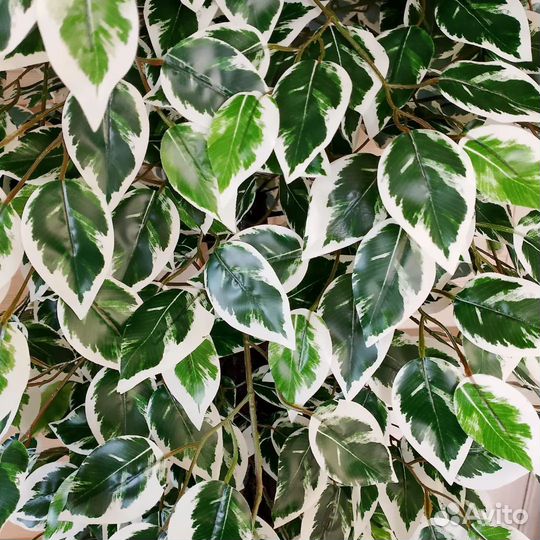 Фикус, бамбук