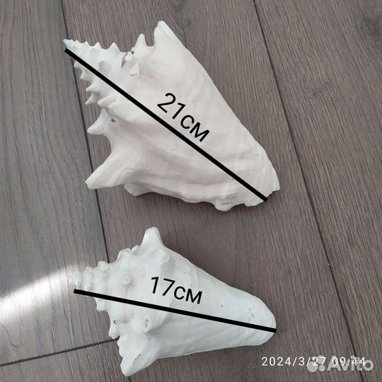 Рапаны в аквариум