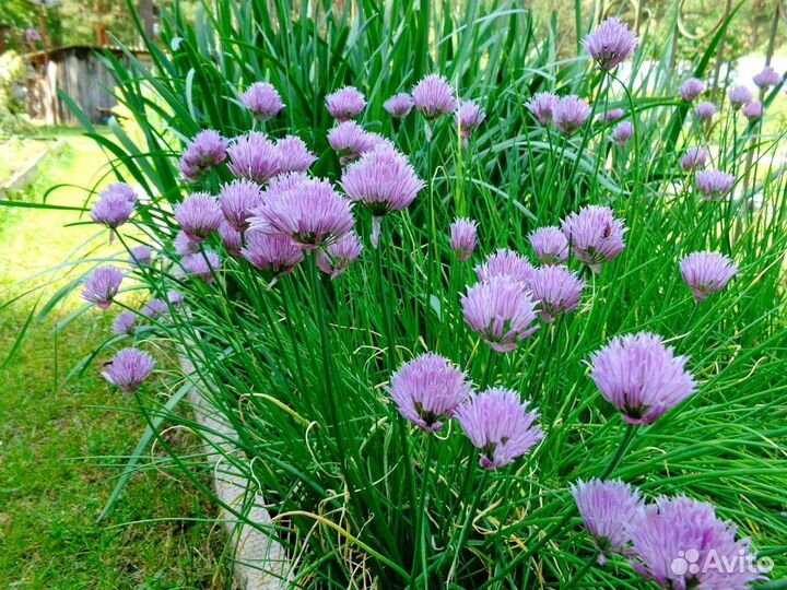 Многолетние цветы