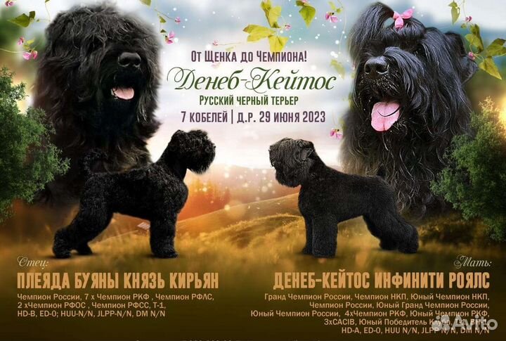 Щенки Русского Чёрного Терьера