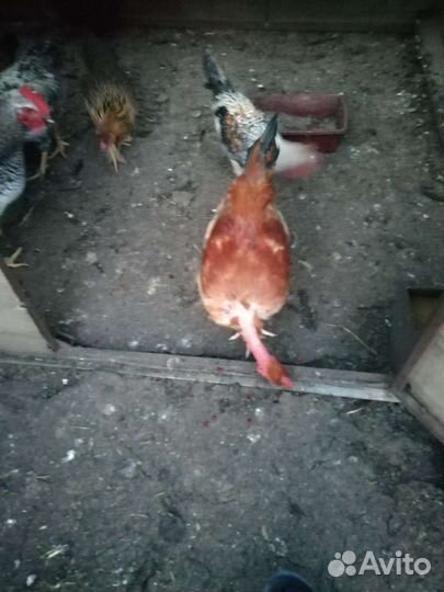Петухи разной породы и 6 месяцев вкук