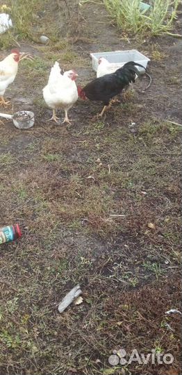 Молодые петушки