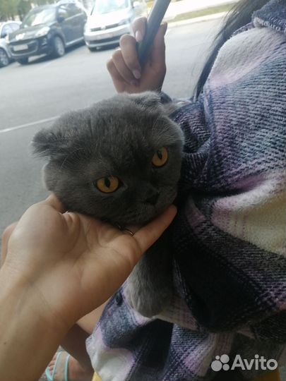 Шотландская вислоухая кошка бесплатно