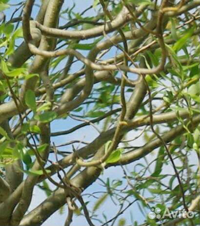 Ива извилистая Свердловская