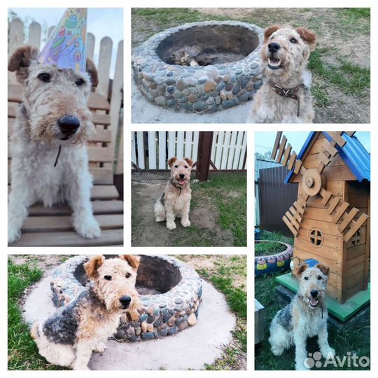 Вязка Фокстерьера