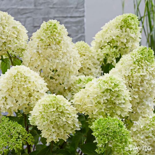 Гортензия метельчатая Скайфолл