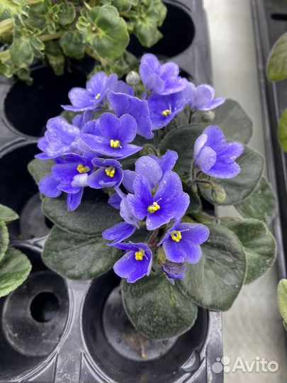 Фиалки 52 сорта