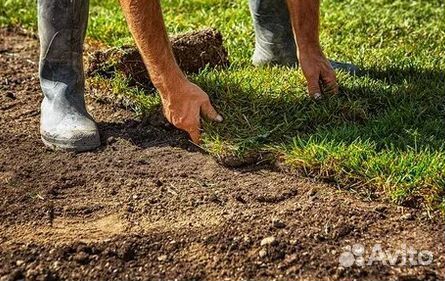 Продажа Рулонного газона