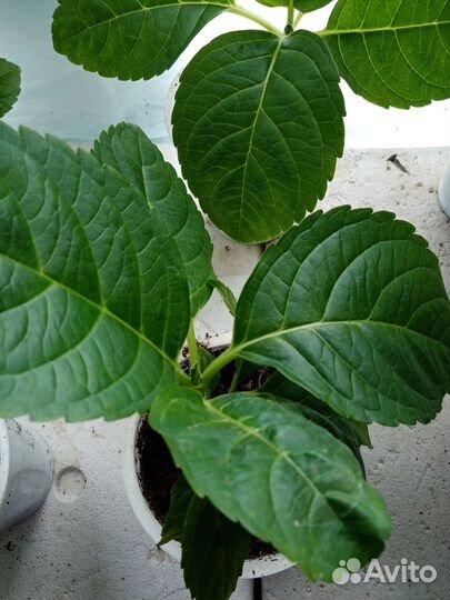 Гортензия крупнолистная