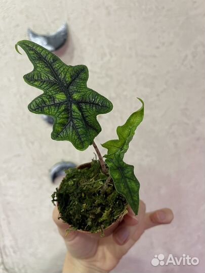 Алоказии мело и жаклин