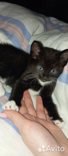 Котята в добрые руки 1 месяц