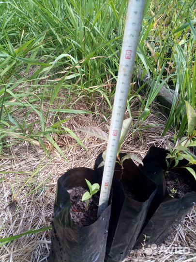 Хурма виргинская саженцы, свежепророщенные