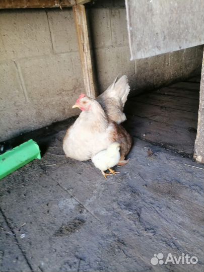 Курица с цыплятами