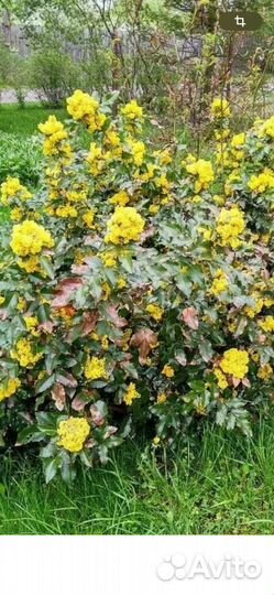 Магония падуболистная