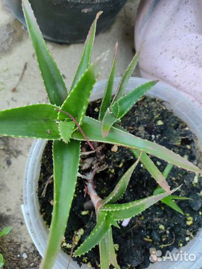 Алоэ вера растение