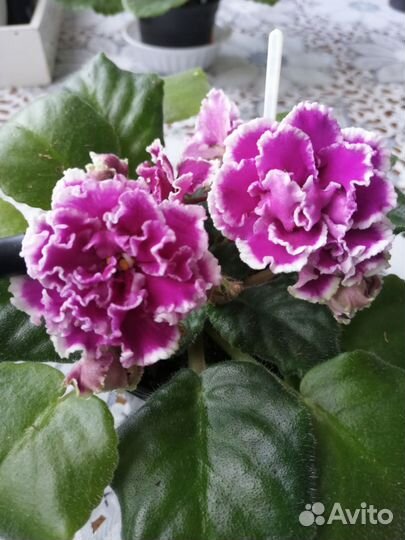 Фиалки набором