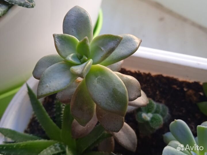 Кактусы и суккуленты