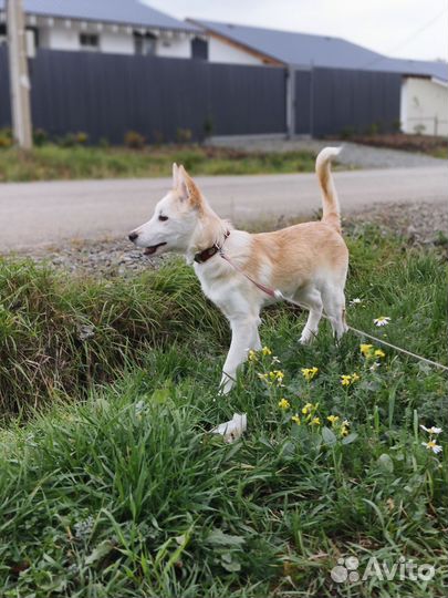 Прекрасная Лея