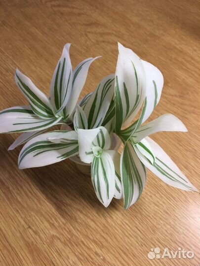 Традесканция,зебрина,сеткреазия,кислица-оксалис