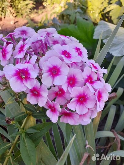 Флоксы многолетние