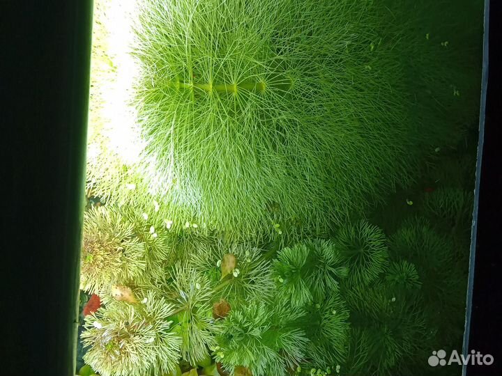 Аквариумные растения прополка