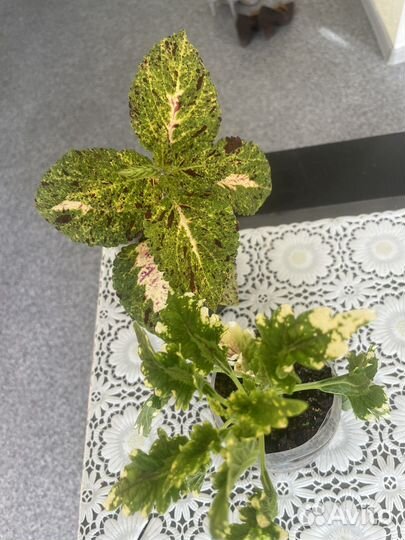 Рассада цветов колеусы