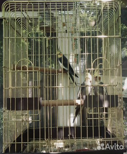 Попугай Корелла