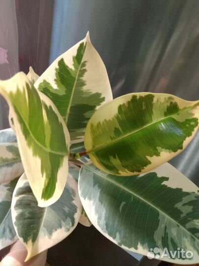 Комнатные растения.Фикус Тинеке