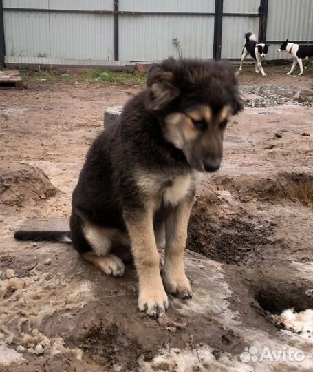Подарите дом Мишутке
