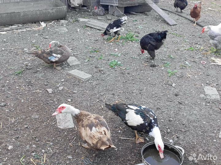 Молодые петухи
