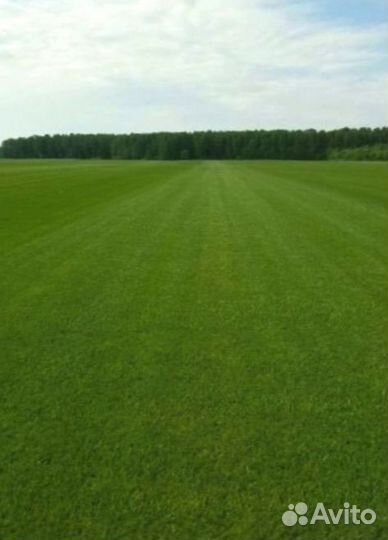 Рулонный газон 