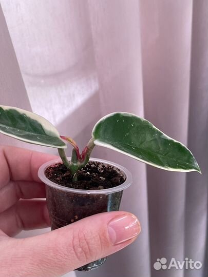 Хойи сортовые