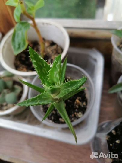 Алоэ ювенильное (A. juvenna )