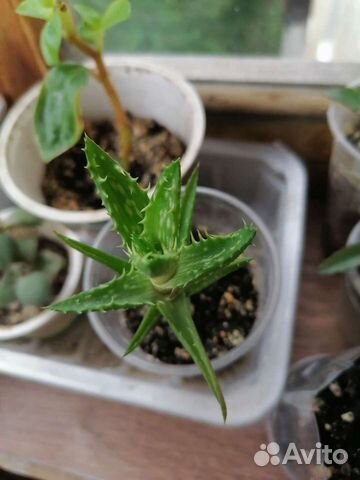 Алоэ ювенильное (A. juvenna )