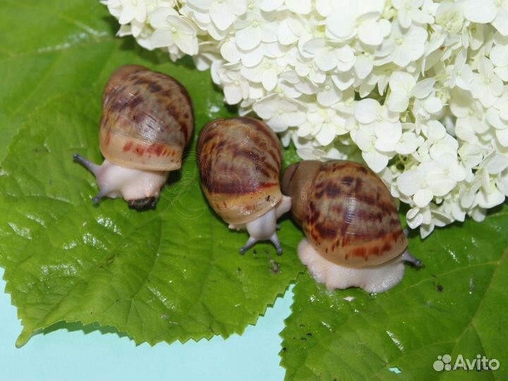 Улитки, мокрицы, тараканы