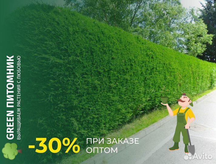 Туи саженцы