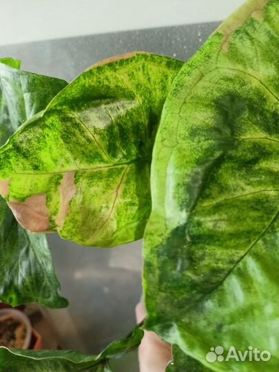 Сингониум Рассаме наг вариегатный