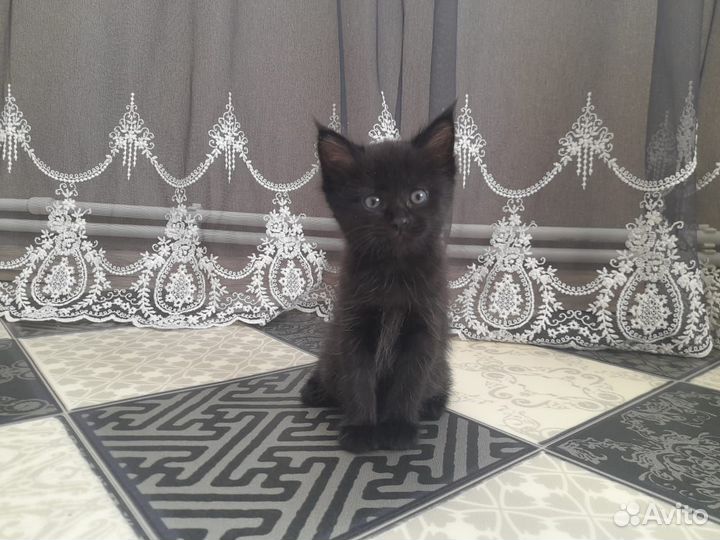 Отдадим котенка