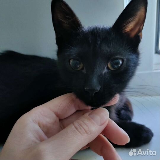 Котенок девочка 3 месяца