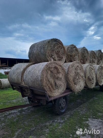 Продам сено укос 2024