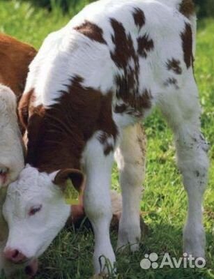 Продам бычков