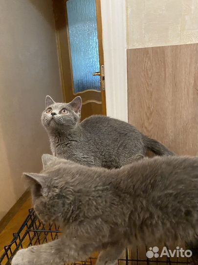 Кошечки Британки