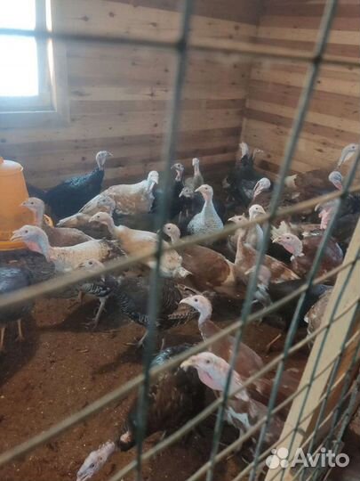 Индюшки, индюки, цесарки