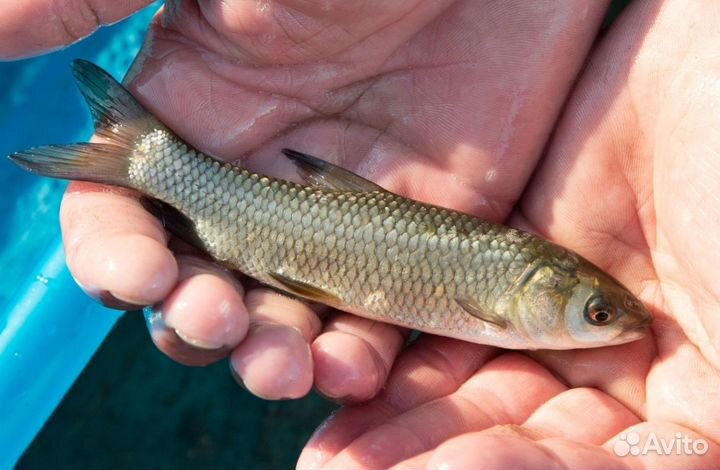 Рыба белый амур живой