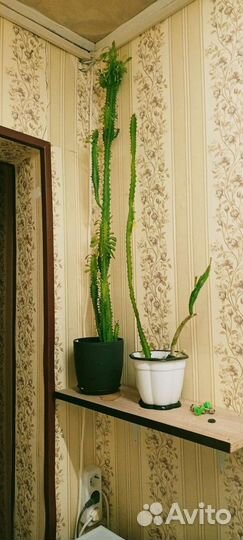 Цветы, кактусы